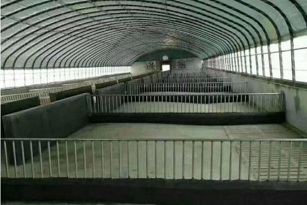 如何建设养羊大棚,用竹条制作顶棚、棚内用铁栅栏隔开羊群