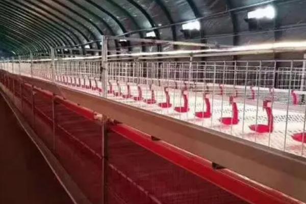 如何建设养羊大棚,用竹条制作顶棚、棚内用铁栅栏隔开羊群