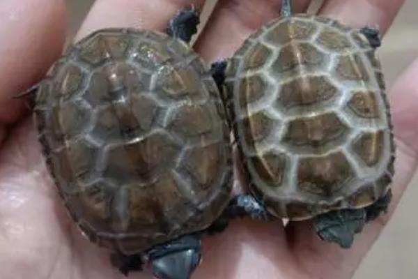 5元的小乌龟能养活吗,能养活但注意及时除掉背部彩绘