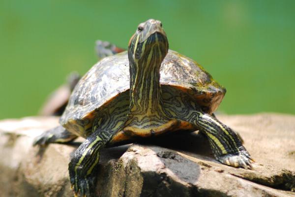 5元的小乌龟能养活吗,能养活但注意及时除掉背部彩绘