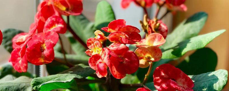 虎刺梅叶子发黄的补救措施