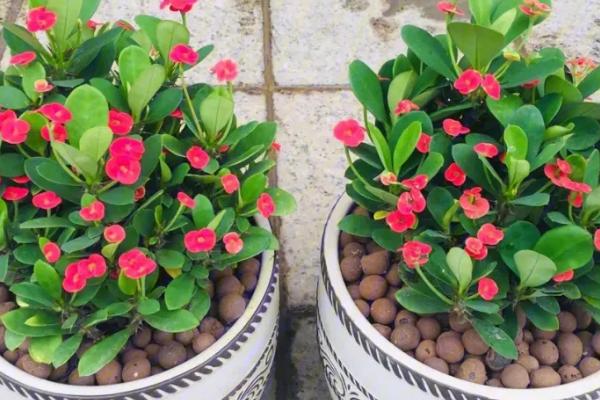 虎刺梅叶子发黄的补救措施,需找准原因再综合防治