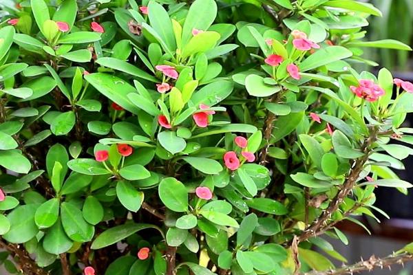 虎刺梅叶子发黄的补救措施,需找准原因再综合防治