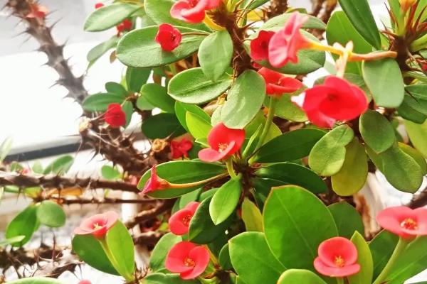 虎刺梅叶子发黄的补救措施,需找准原因再综合防治