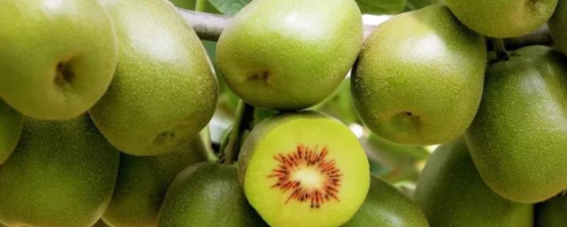 猕猴桃为什么要摘心