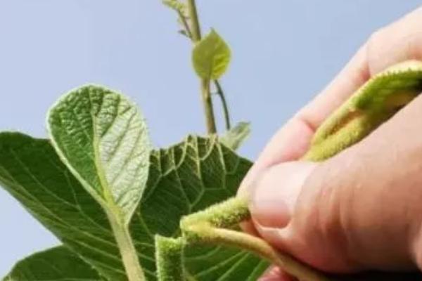 猕猴桃为什么要摘心,新梢生长旺盛会导致营养无效消耗过多