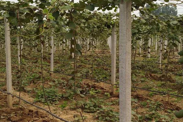 猕猴桃为什么要摘心,新梢生长旺盛会导致营养无效消耗过多