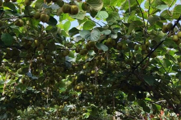 猕猴桃为什么要摘心,新梢生长旺盛会导致营养无效消耗过多