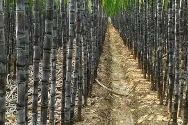 果蔗的需肥特性和施肥方法,幼苗期需肥最少、拔节期需肥最多