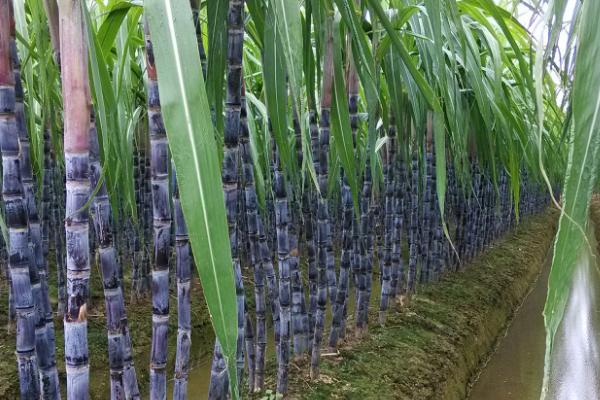 果蔗的需肥特性和施肥方法,幼苗期需肥最少、拔节期需肥最多