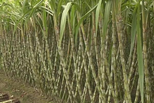 果蔗的需肥特性和施肥方法,幼苗期需肥最少、拔节期需肥最多