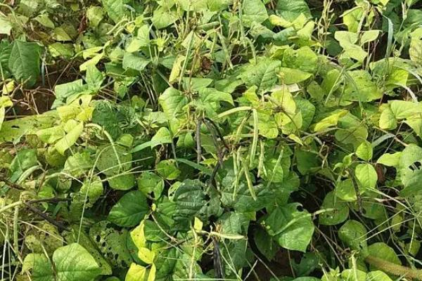 绿豆病虫害怎么防治,需根据实际情况采取针对性措施