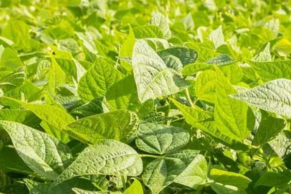 绿豆病虫害怎么防治,需根据实际情况采取针对性措施