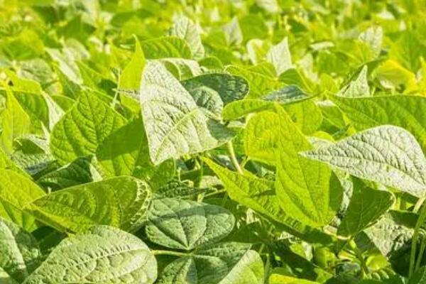 绿豆病虫害怎么防治,需根据实际情况采取针对性措施