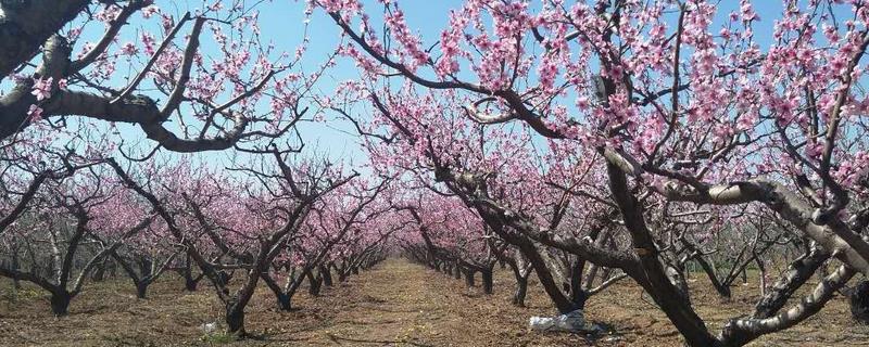 夏季桃树修剪技术