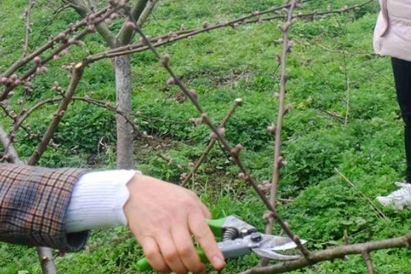 夏季桃树修剪技术,需修剪2次