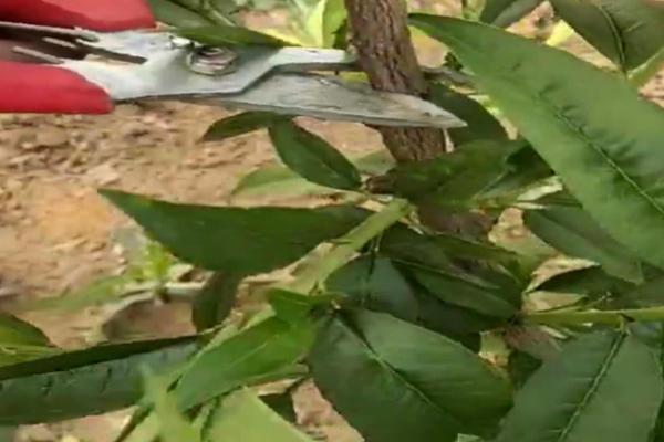 夏季桃树修剪技术,需修剪2次