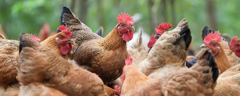 小鸡如何分辨公母