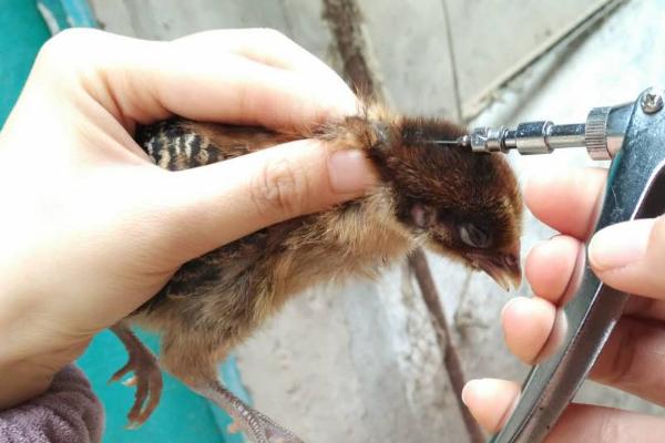 小鸡如何分辨公母,常用观察生殖器法和羽色法