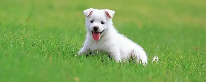 狗狗突然拉血是什么原因