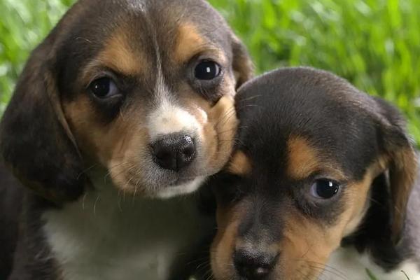 狗狗突然拉血是什么原因,首先考虑出血性胃肠炎