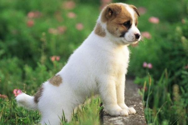 狗狗突然拉血是什么原因,首先考虑出血性胃肠炎