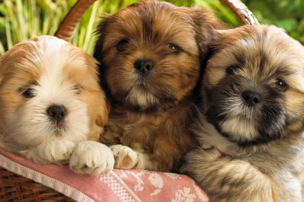 狗狗突然拉血是什么原因,首先考虑出血性胃肠炎