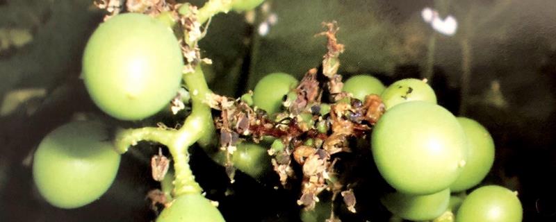 温室植物会出现哪些土传病害