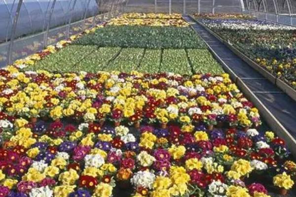 温室植物会出现哪些土传病害,包括瓜类灰霉病、茄果类灰霉病、豆类根腐病等种类