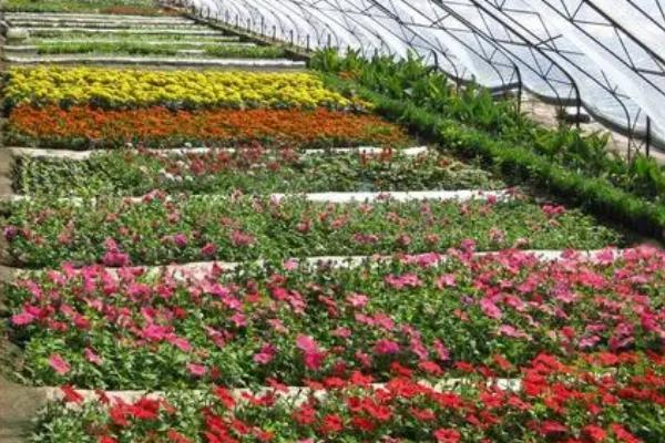 温室植物会出现哪些土传病害,包括瓜类灰霉病、茄果类灰霉病、豆类根腐病等种类