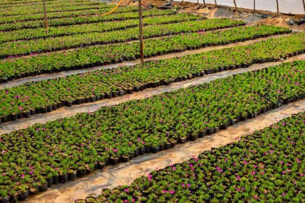 温室植物会出现哪些土传病害,包括瓜类灰霉病、茄果类灰霉病、豆类根腐病等种类