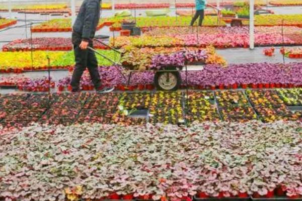 温室植物会出现哪些土传病害,包括瓜类灰霉病、茄果类灰霉病、豆类根腐病等种类