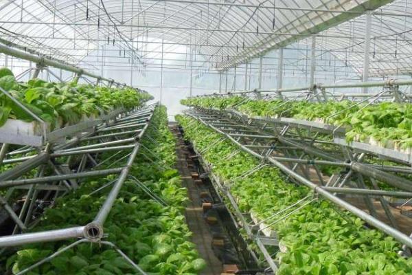 温室植物会出现哪些土传病害,包括瓜类灰霉病、茄果类灰霉病、豆类根腐病等种类