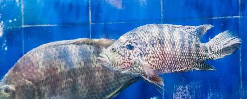 花斑鱼属于淡水鱼还是海鱼