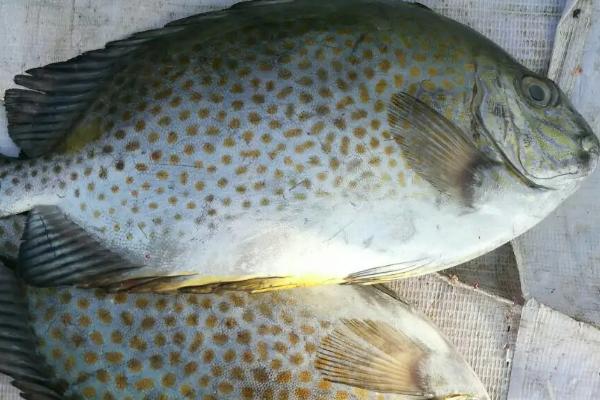 花斑鱼属于淡水鱼还是海鱼,生活在淡水中无法适应海水