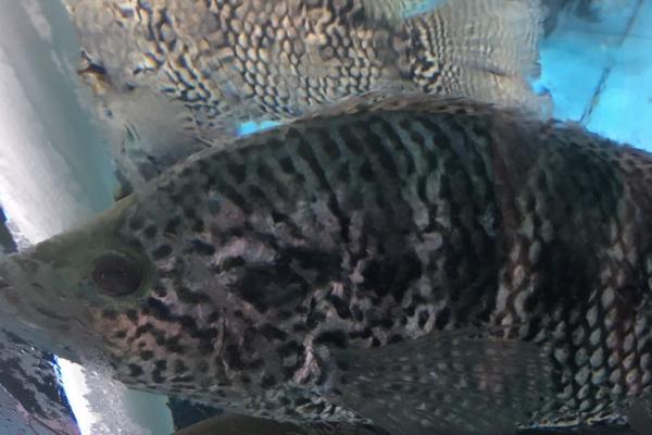 花斑鱼属于淡水鱼还是海鱼,生活在淡水中无法适应海水