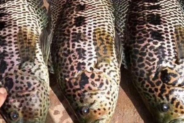 花斑鱼属于淡水鱼还是海鱼,生活在淡水中无法适应海水