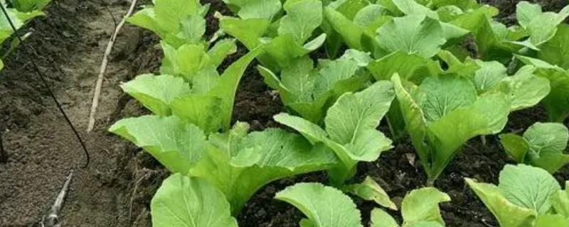 茎用芥菜何时播种