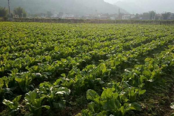 茎用芥菜何时播种,一般为9-10月份