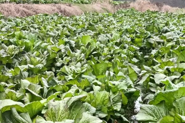 茎用芥菜何时播种,一般为9-10月份