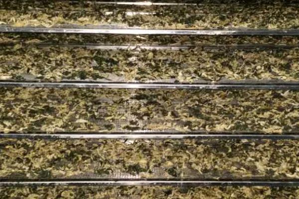 茎用芥菜何时播种,一般为9-10月份