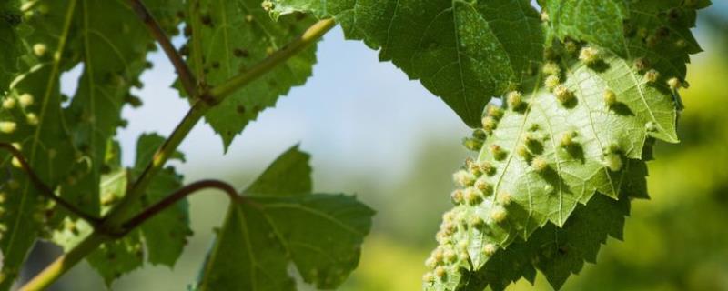 葡萄瘿螨的症状和发生规律