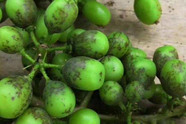 葡萄瘿螨的症状和发生规律,叶片背面会出现苍白色斑点