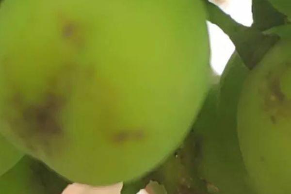 葡萄瘿螨的症状和发生规律,叶片背面会出现苍白色斑点