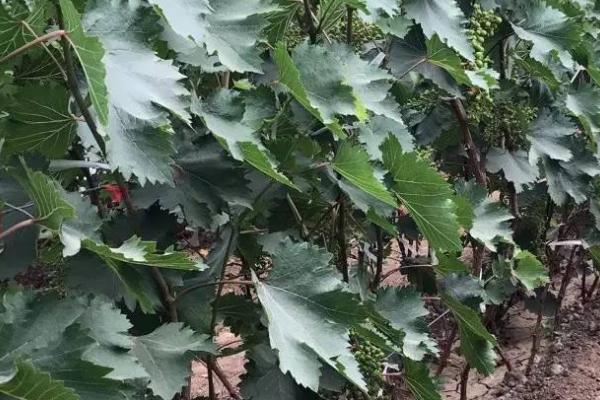 葡萄瘿螨的症状和发生规律,叶片背面会出现苍白色斑点