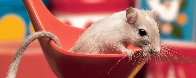 仓鼠熊类有哪些品种