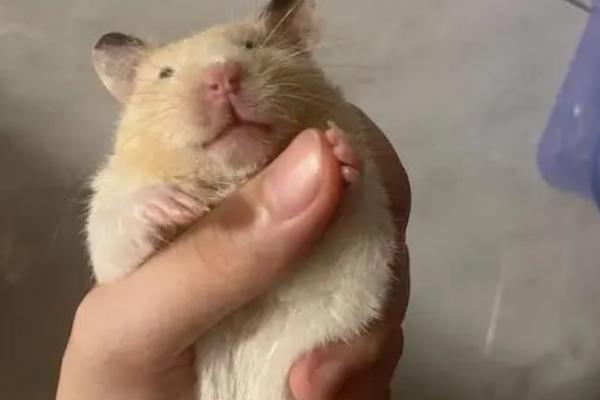 仓鼠熊类有哪些品种,分坎贝尔和叙利亚仓鼠两种