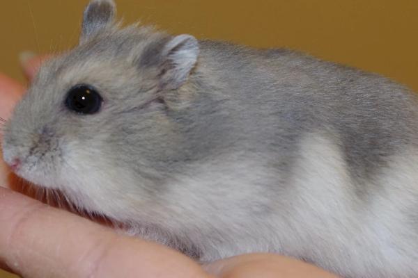 仓鼠熊类有哪些品种,分坎贝尔和叙利亚仓鼠两种