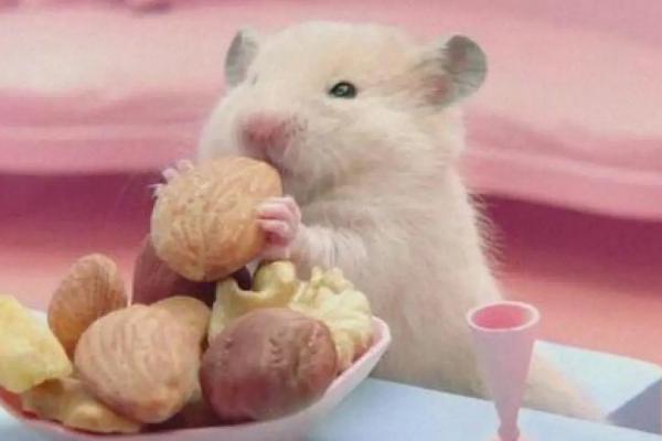 仓鼠熊类有哪些品种,分坎贝尔和叙利亚仓鼠两种