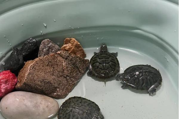 养龟用什么容器好,盆或者鱼缸都可以